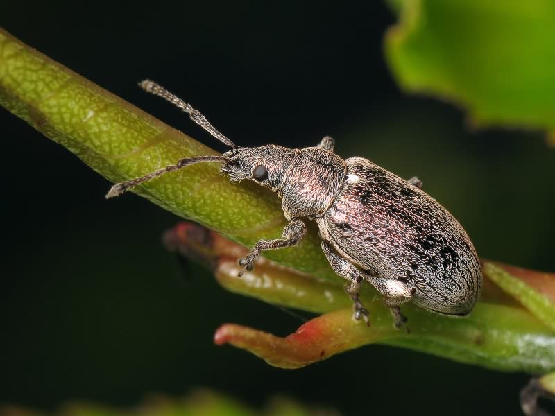 Phyllobius pyri (Linnaeus, 1758)